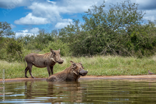 Two Common warthog bathing in waterhole in Kruger National park  South Africa   Specie Phacochoerus africanus family of Suidae