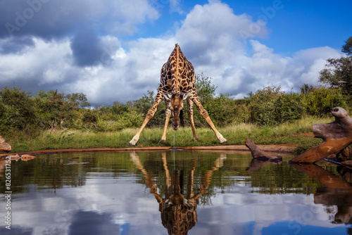 Giraffe drinking front view in waterhole with reflection in Kruger National park, South Africa ; Specie Giraffa camelopardalis family of Giraffidae