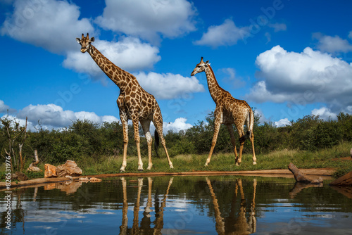 Two Giraffes standing along waterhole in Kruger National park, South Africa ; Specie Giraffa camelopardalis family of Giraffidae