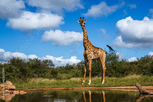 Giraffe along waterhole with reflection in Kruger National park, South Africa ; Specie Giraffa camelopardalis family of Giraffidae