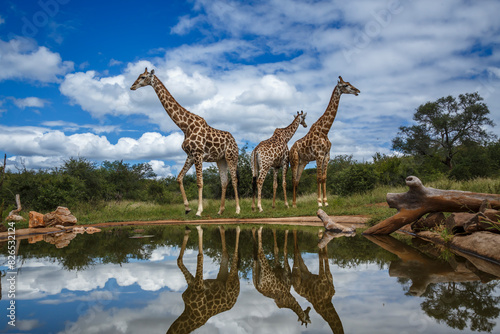 Three Giraffes along waterhole with reflection in Kruger National park  South Africa   Specie Giraffa camelopardalis family of Giraffidae