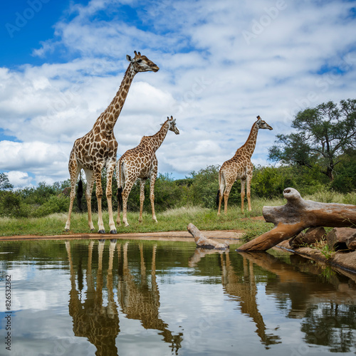 Three Giraffes along waterhole with reflection in Kruger National park, South Africa ; Specie Giraffa camelopardalis family of Giraffidae