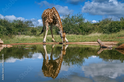 Giraffe drinking front view in waterhole with reflection in Kruger National park, South Africa ; Specie Giraffa camelopardalis family of Giraffidae