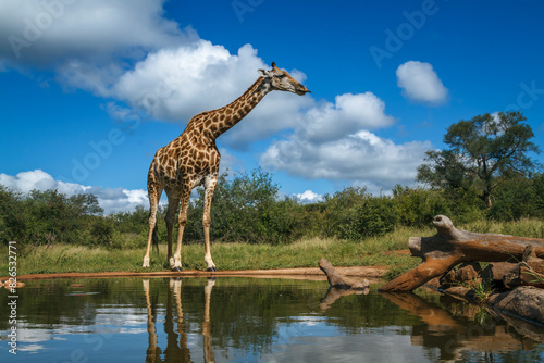 Giraffe standing along waterhole in Kruger National park, South Africa ; Specie Giraffa camelopardalis family of Giraffidae