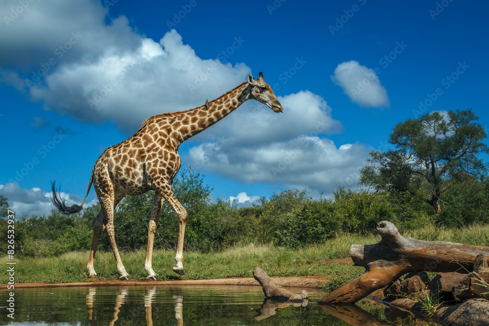 Giraffe walking along waterhole in Kruger National park, South Africa ; Specie Giraffa camelopardalis family of Giraffidae Giraffe walking along waterhole in Kruger National park, South Africa ; Specie Giraffa camelopardalis family of Giraffidae