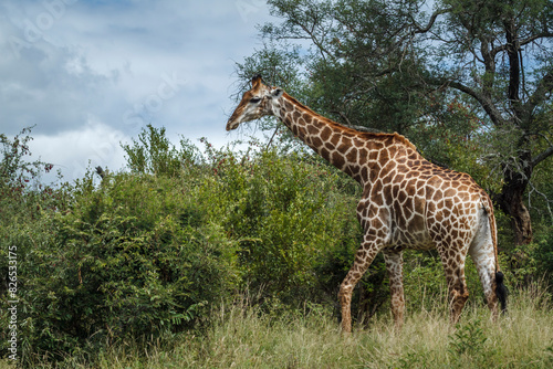 Giraffe walking iin the bush in Kruger National park  South Africa   Specie Giraffa camelopardalis family of Giraffidae