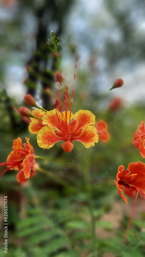 peacock flower, Caesalpinia pulcherrima, Royal poinciana, Red-orange flower peacock flower, Caesalpinia pulcherrima, Royal poinciana, Red-orange flower