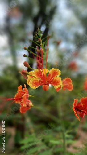 peacock flower, Caesalpinia pulcherrima, Royal poinciana, Red-orange flower