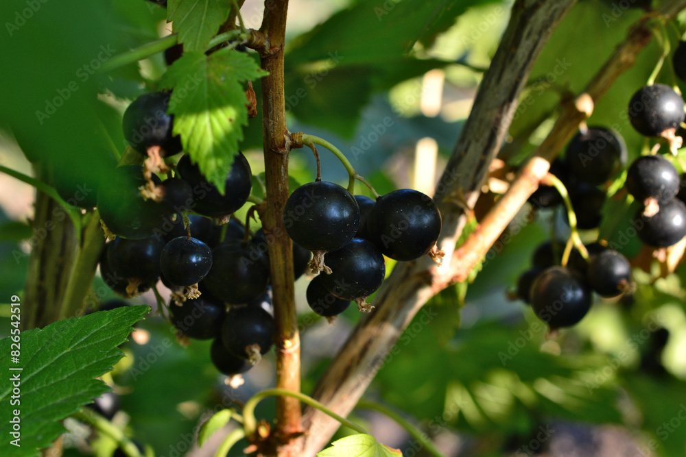 black currant berries on a branch with a green background black currant berries on a branch with a green background
