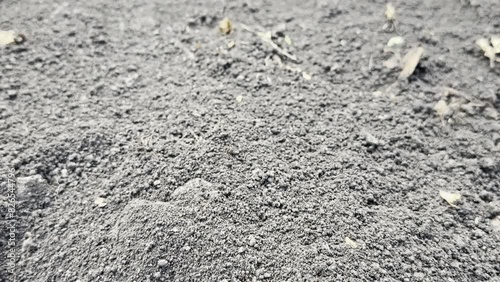 valuable agricultural black soil with fertile, mineral and peat content photo