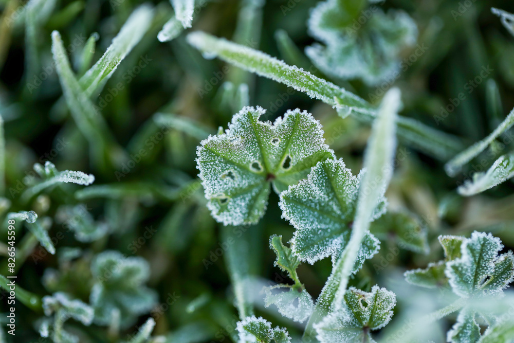 Common mallow growing among blades of grass covered in frost on winter morning Common mallow growing among blades of grass covered in frost on winter morning