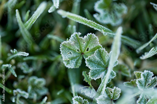 Common mallow growing among blades of grass covered in frost on winter morning