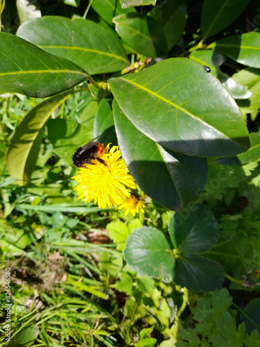 Hummel