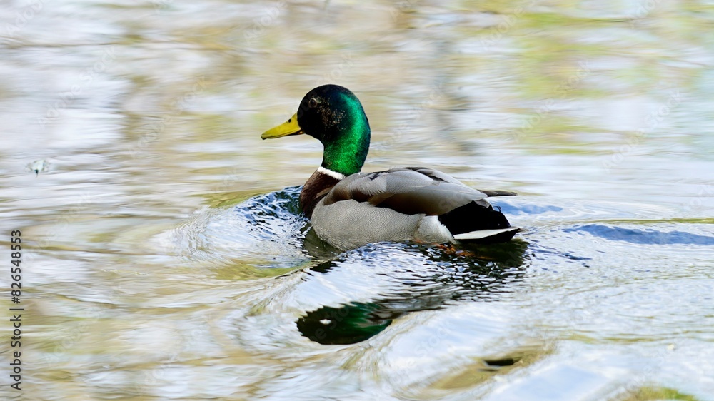duck on the water duck on the water