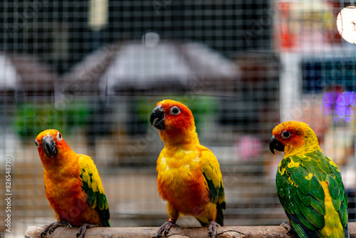 Lovebird sitting on the cage for sale.