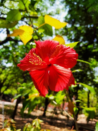 red hibiscus flower, hibiscus under sun rays
