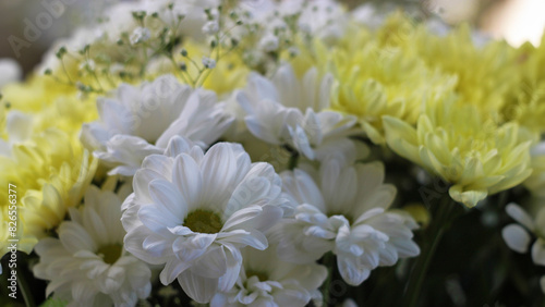 white and yellow dahlia