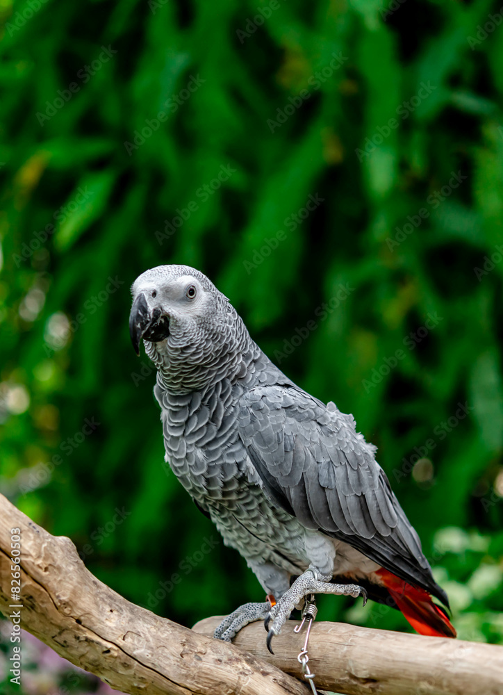 African grey parrot standing on the pearch for show African grey parrot standing on the pearch for show