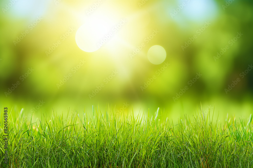 Obraz premium Green grass with sunset views.