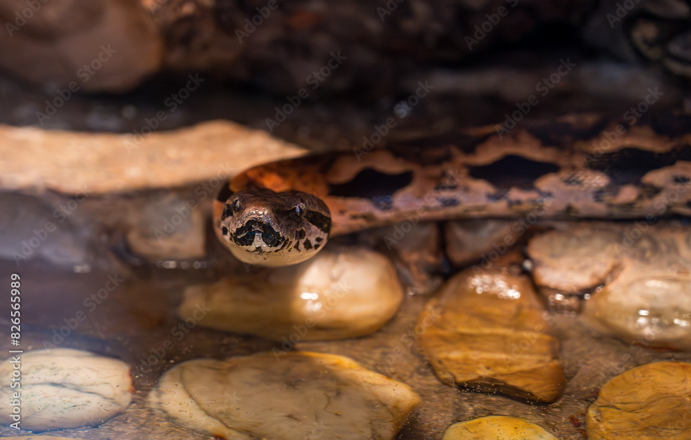 Detail of the Acrantophis dumerili snake's head. Detail of the Acrantophis dumerili snake's head.