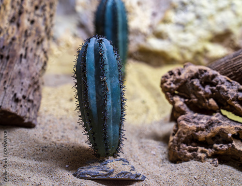 Detail of two dark green San Pedro cacti.