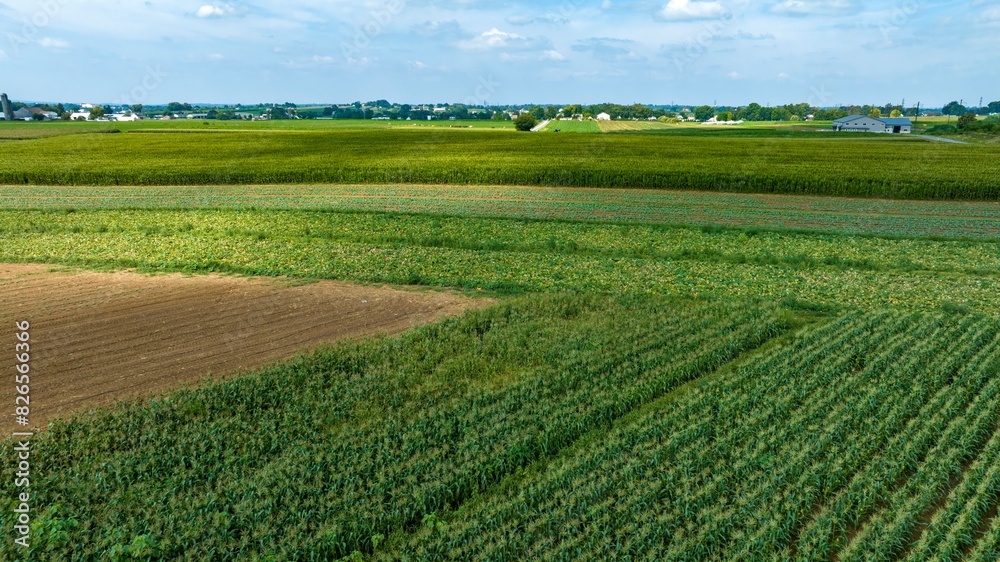 An Expansive Farmland with Rows of Crops and Barns An Expansive Farmland with Rows of Crops and Barns