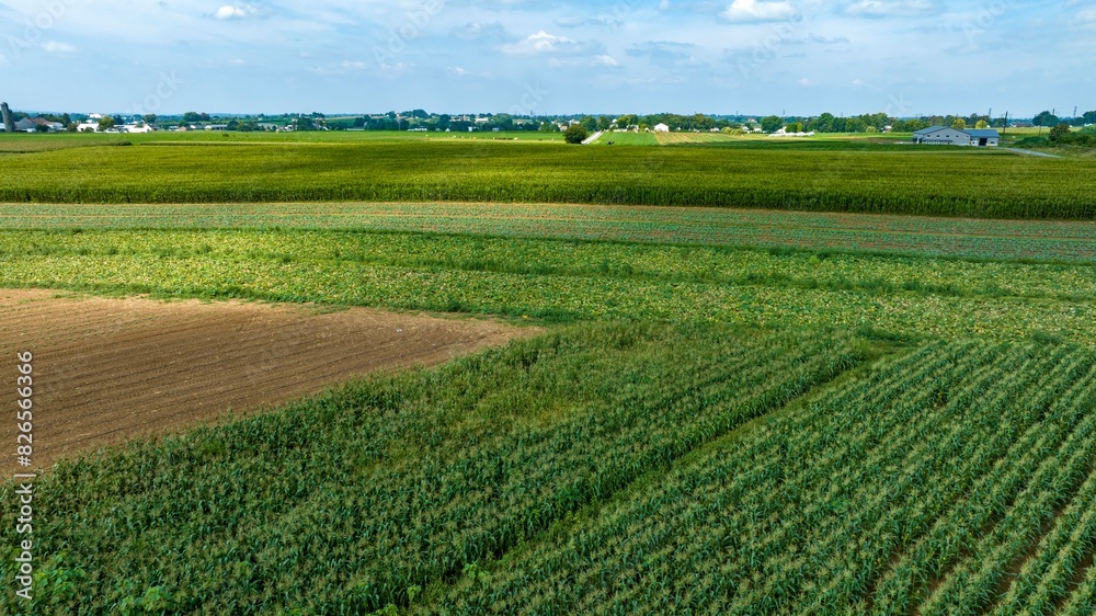 An Expansive Farmland with Rows of Crops and Barns