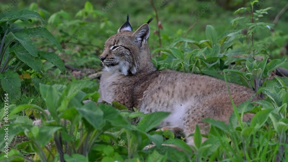 Sleepy Eurasian lynx (Lynx lynx) resting in thicket of forest Sleepy Eurasian lynx (Lynx lynx) resting in thicket of forest