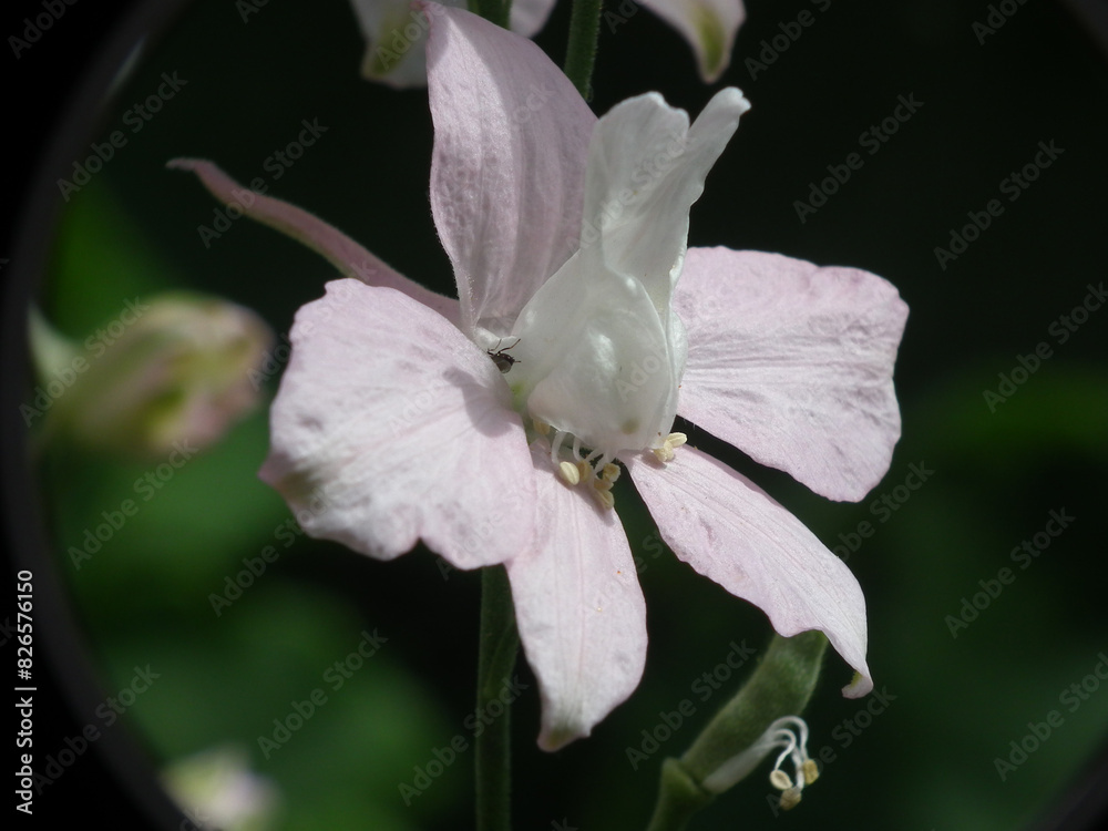 Obraz premium Piante