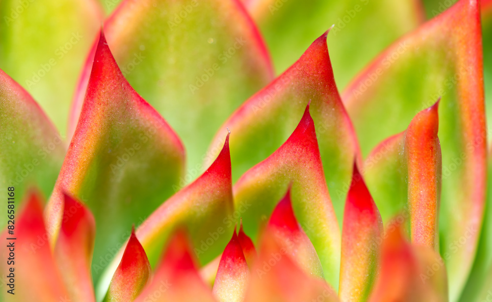 Macro close up structures of Echeveria agavoides, or 'lipstick' echeveria, a succulent flowering plant of the stonecrop (sedum) family Crassulaceae, native to the rocky canyons and arid hillsides. Macro close up structures of Echeveria agavoides, or 'lipstick' echeveria, a succulent flowering plant of the stonecrop (sedum) family Crassulaceae, native to the rocky canyons and arid hillsides.