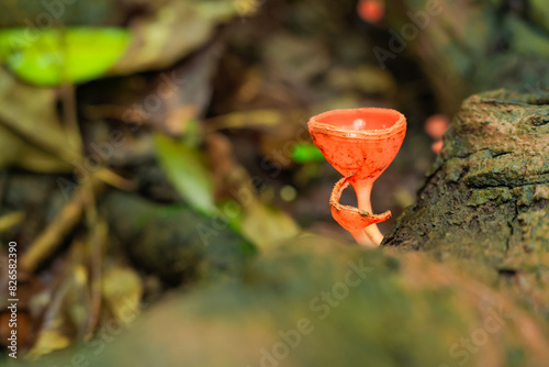 Cup-shaped bright red mushroom, Cookeina Sulcipes