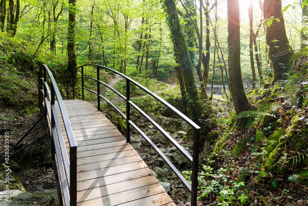 Pedestrian bridge in a large green forest. A small wooden bridge over a stream in the forest illuminated by sunlight. Bridge over a stream in the forest. Pedestrian bridge in a large green forest. A small wooden bridge over a stream in the forest illuminated by sunlight. Bridge over a stream in the forest.
