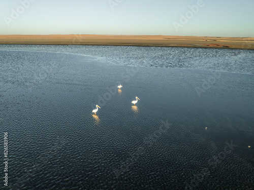 Aerial view of Pink Flamingo at Flamingo Lagoon, Erongo, Namibia. photo