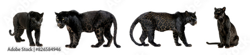 Panther four animals in various poses design elements cutout set © whiteycroc