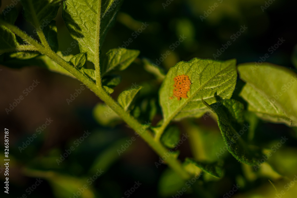 Close-up view of a vibrant orange insect on a green leaf in a sunlit garden during early afternoon Close-up view of a vibrant orange insect on a green leaf in a sunlit garden during early afternoon