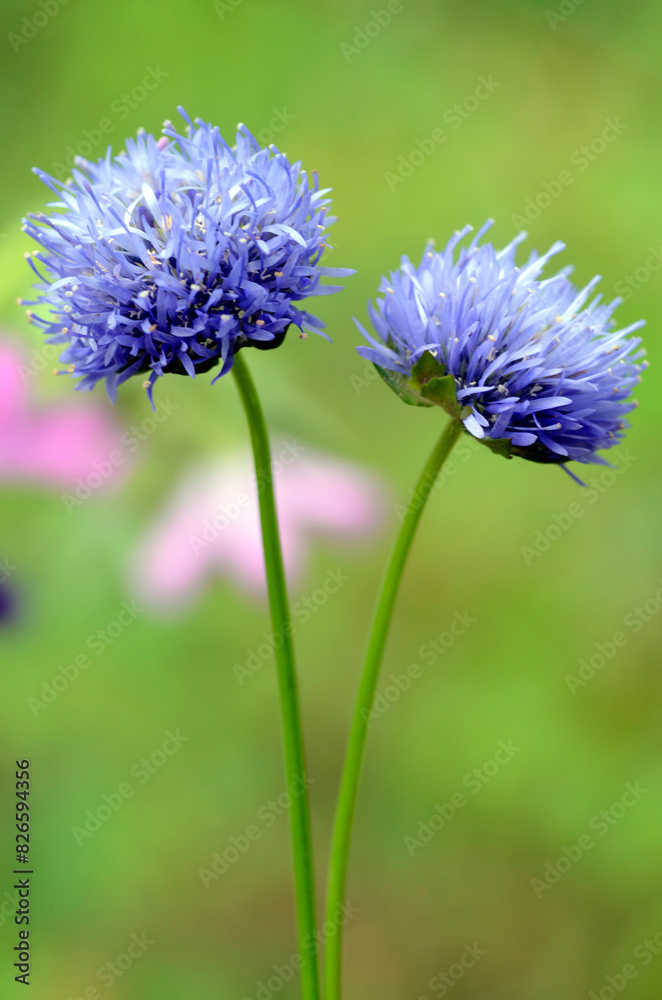 The wild sheep's-bit plant (Jasione montana) in flower with a green background The wild sheep's-bit plant (Jasione montana) in flower with a green background