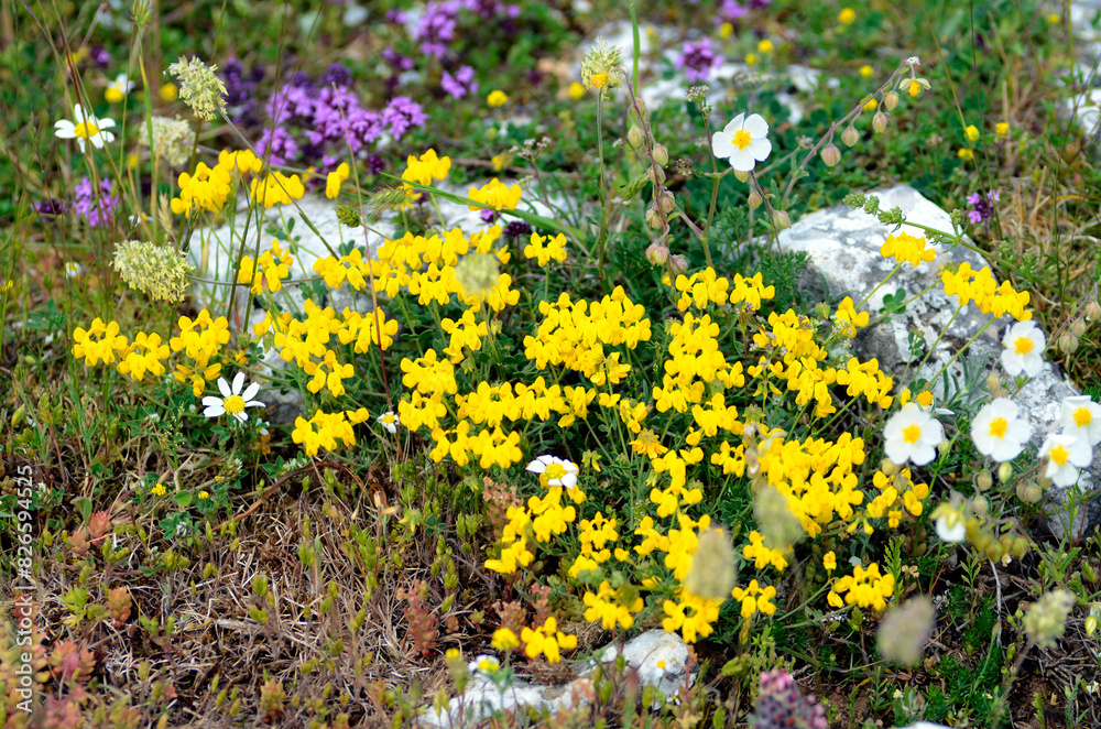 The bird's-foot trefoil (Lotus corniculatus) in flower growing between rocks The bird's-foot trefoil (Lotus corniculatus) in flower growing between rocks