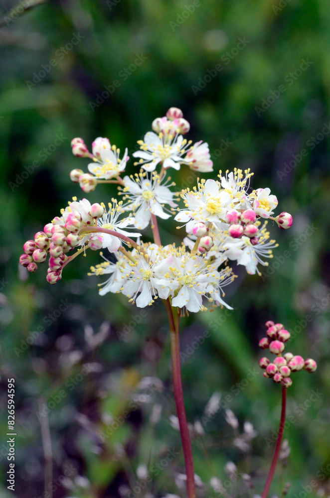 The meadowsweet (Filipendula ulmaria) in flower with a green background The meadowsweet (Filipendula ulmaria) in flower with a green background
