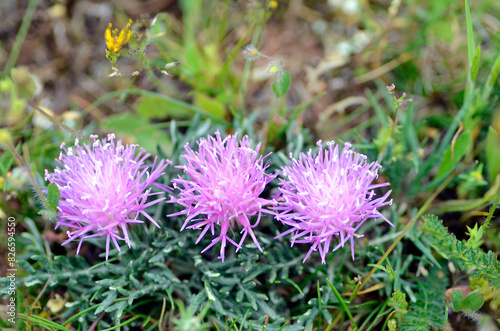 The asteraceae Carduncellus mitissimus in a meadow photo