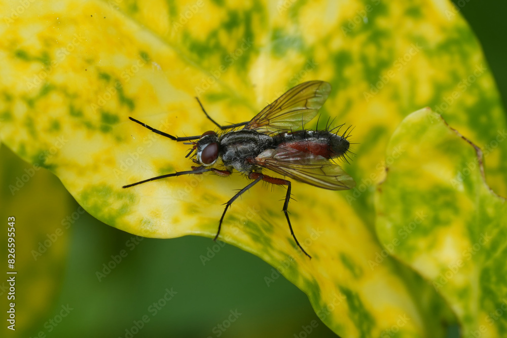 Fototapeta premium Closeup on a European Tachinid fly, Mintho rufiventris