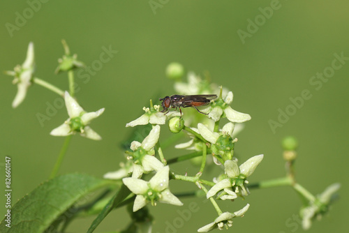 Close up female hoverfly Platycheirus albimanus, family Syrphidae on flowers of Euonymus europaeus, spindle, European spindle, or common spindle. Family Celastraceae