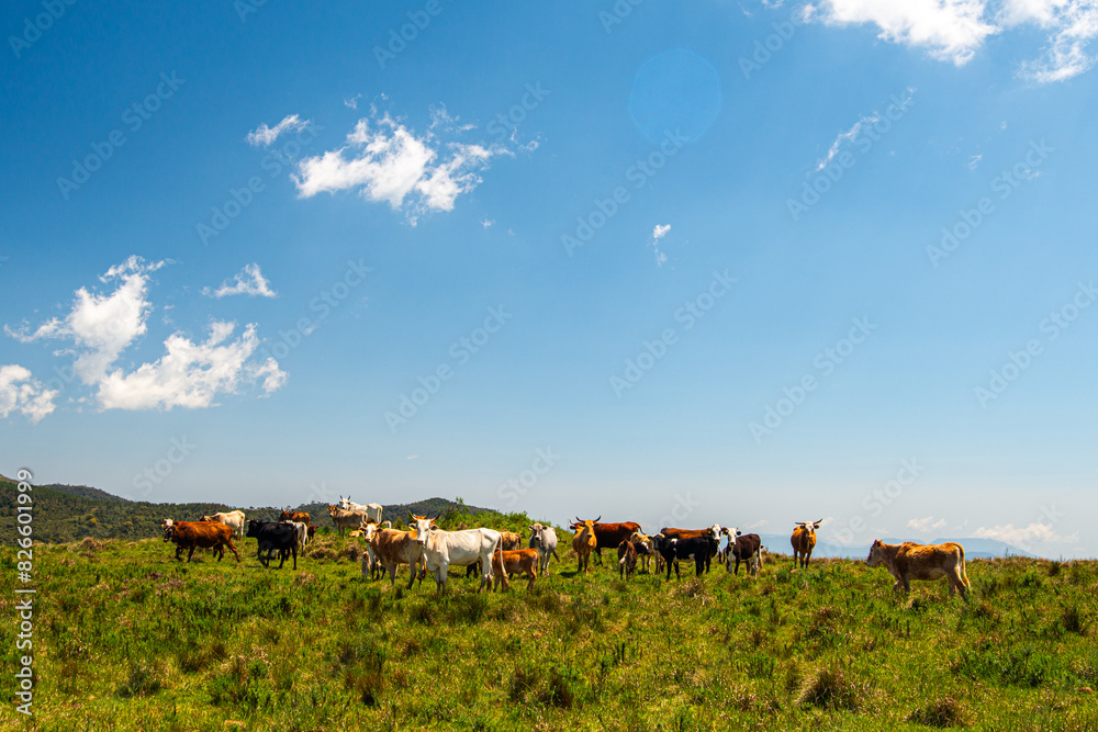 Obraz premium Campos dos Padres, com suas famosas planícies no alto das montanhas de Urubici, Santa Catarina.