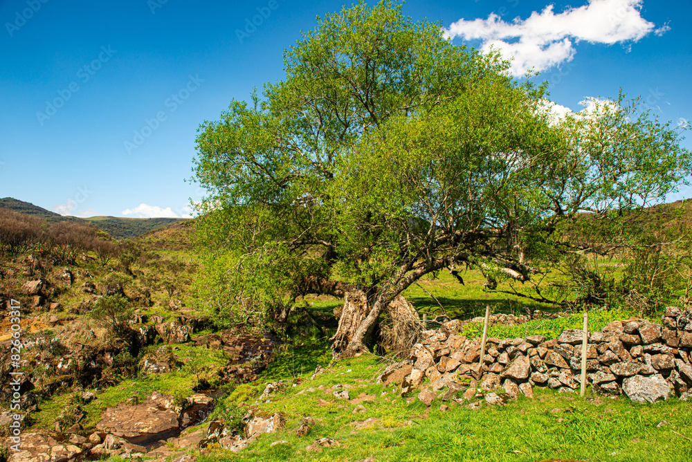 Arvore nos campos da serra catarinense, ao lado de um muro de taipa. Arvore nos campos da serra catarinense, ao lado de um muro de taipa.
