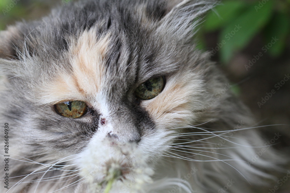 calico and white cat outdoors with green plants garden fur longhair calico and white cat outdoors with green plants garden fur longhair