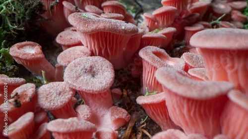 Mushroom Timelapse