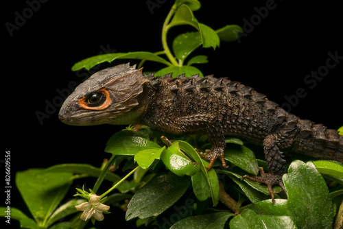 Red-eyed Crocodile Skink in rainforest at night