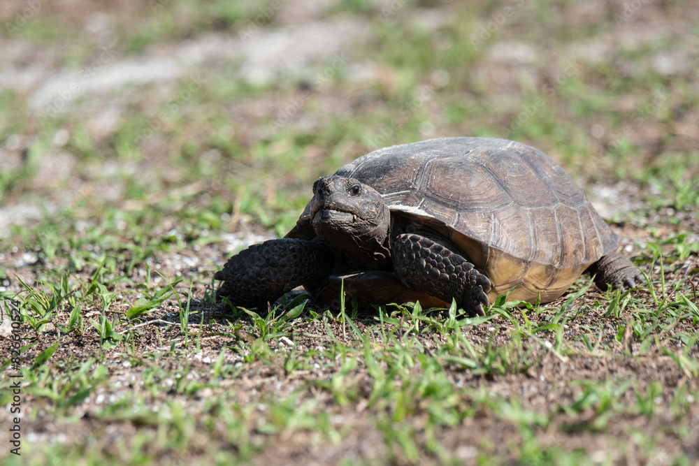Fototapeta premium Gopher Tortoise in Flagler Beach, Florida