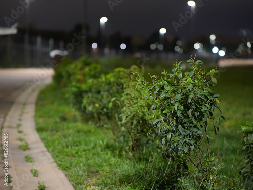 Plants illuminated by lights in park by the night