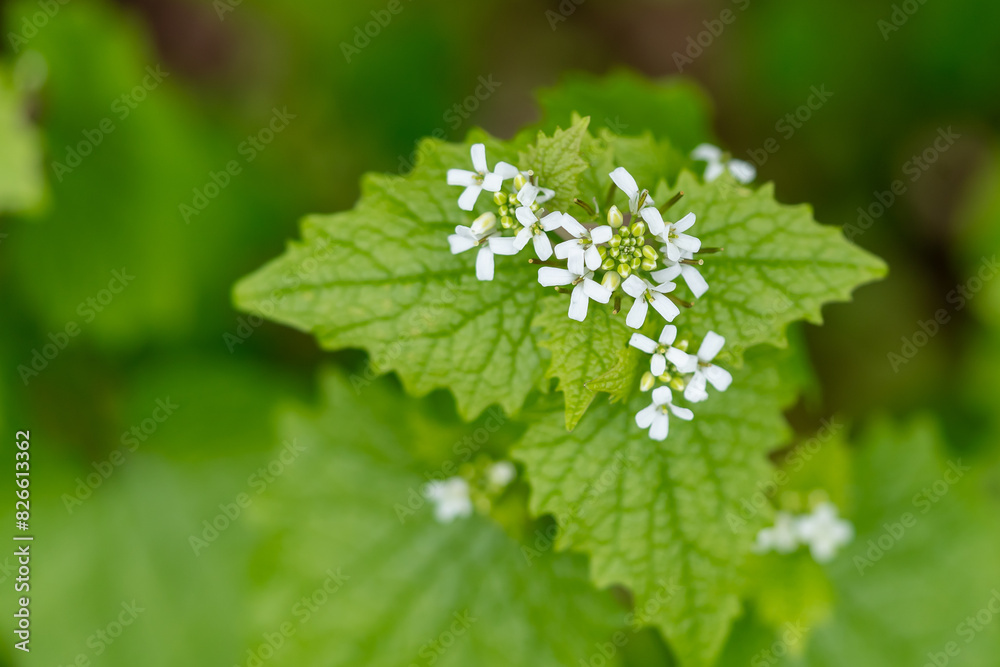 Knoblauchrauke Knoblauchrauke