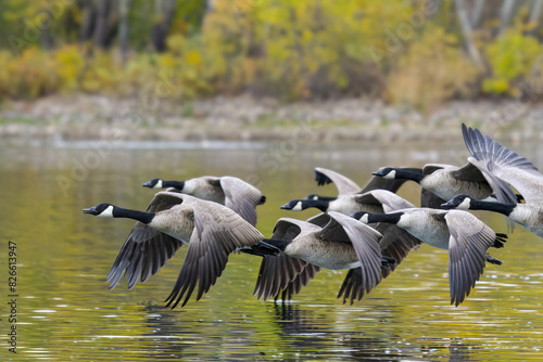 Flock of Canada Geese flying low over a lake